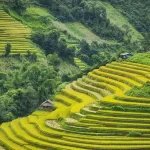 Nguồn: Internet