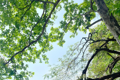 Tác giả Nguyễn Sỹ Bình