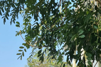 Tác giả bài viết – Thái Thị Hải - Cựu giáo viên Văn trường PTTH chuyên Ngữ, Đại học ngoại ngữ, Đại học Quốc gia Hà Nội