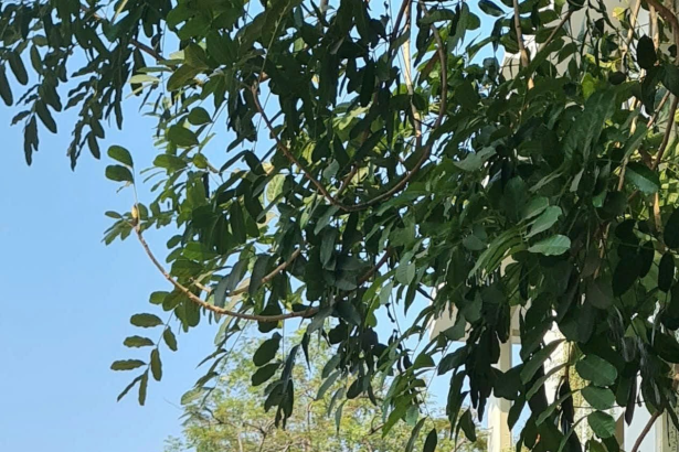 Tác giả bài viết – Thái Thị Hải - Cựu giáo viên Văn trường PTTH chuyên Ngữ, Đại học ngoại ngữ, Đại học Quốc gia Hà Nội